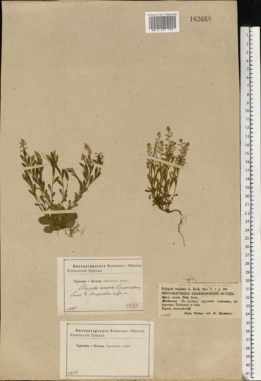 Polygala amarella, Eastern Europe, Central forest-and-steppe region (E6) (Russia)