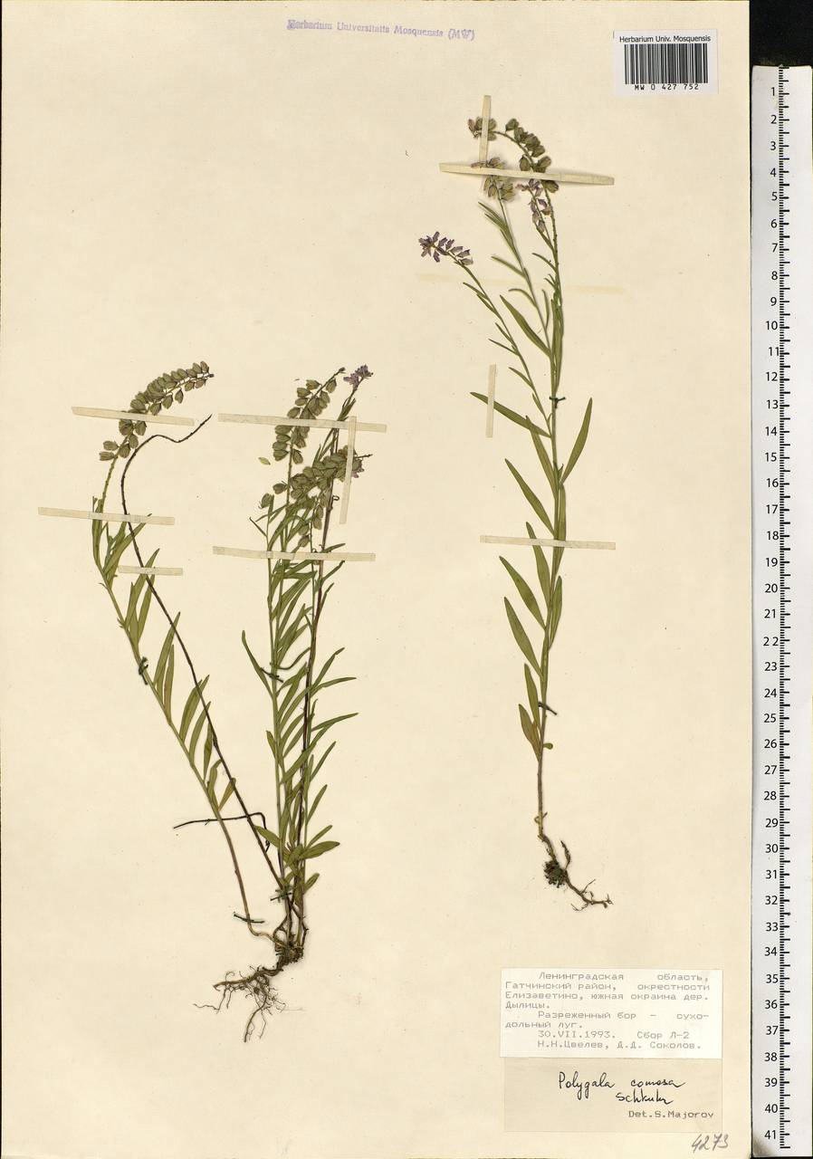 Polygala comosa, Eastern Europe, North-Western region (E2) (Russia)