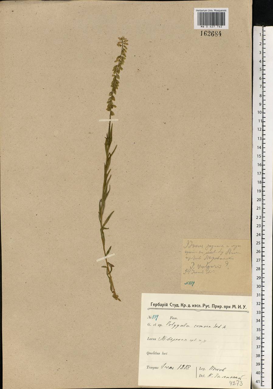 Polygala comosa Schkuhr, Eastern Europe, North-Western region (E2) (Russia)