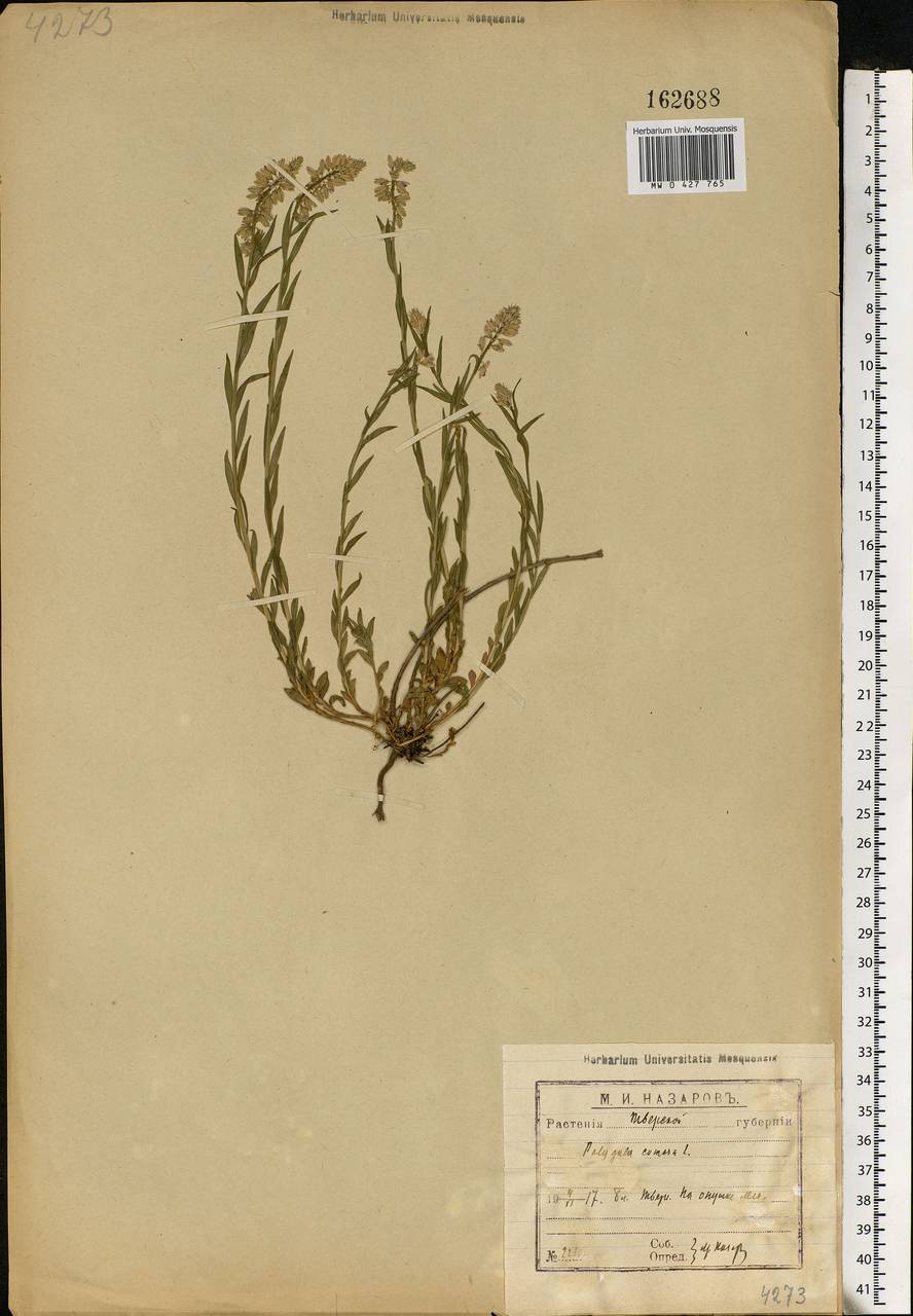 Polygala comosa, Eastern Europe, North-Western region (E2) (Russia)