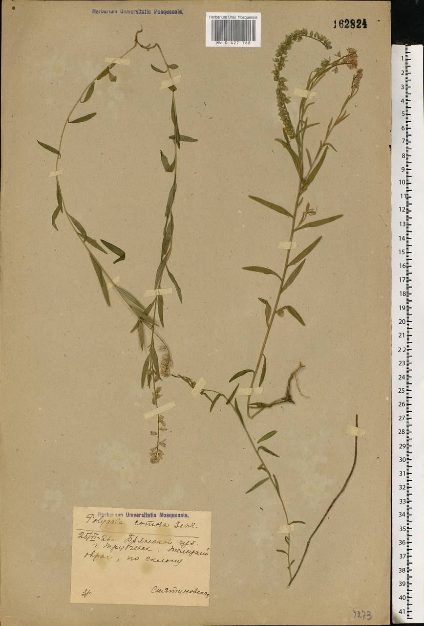 Polygala comosa, Eastern Europe, Western region (E3) (Russia)