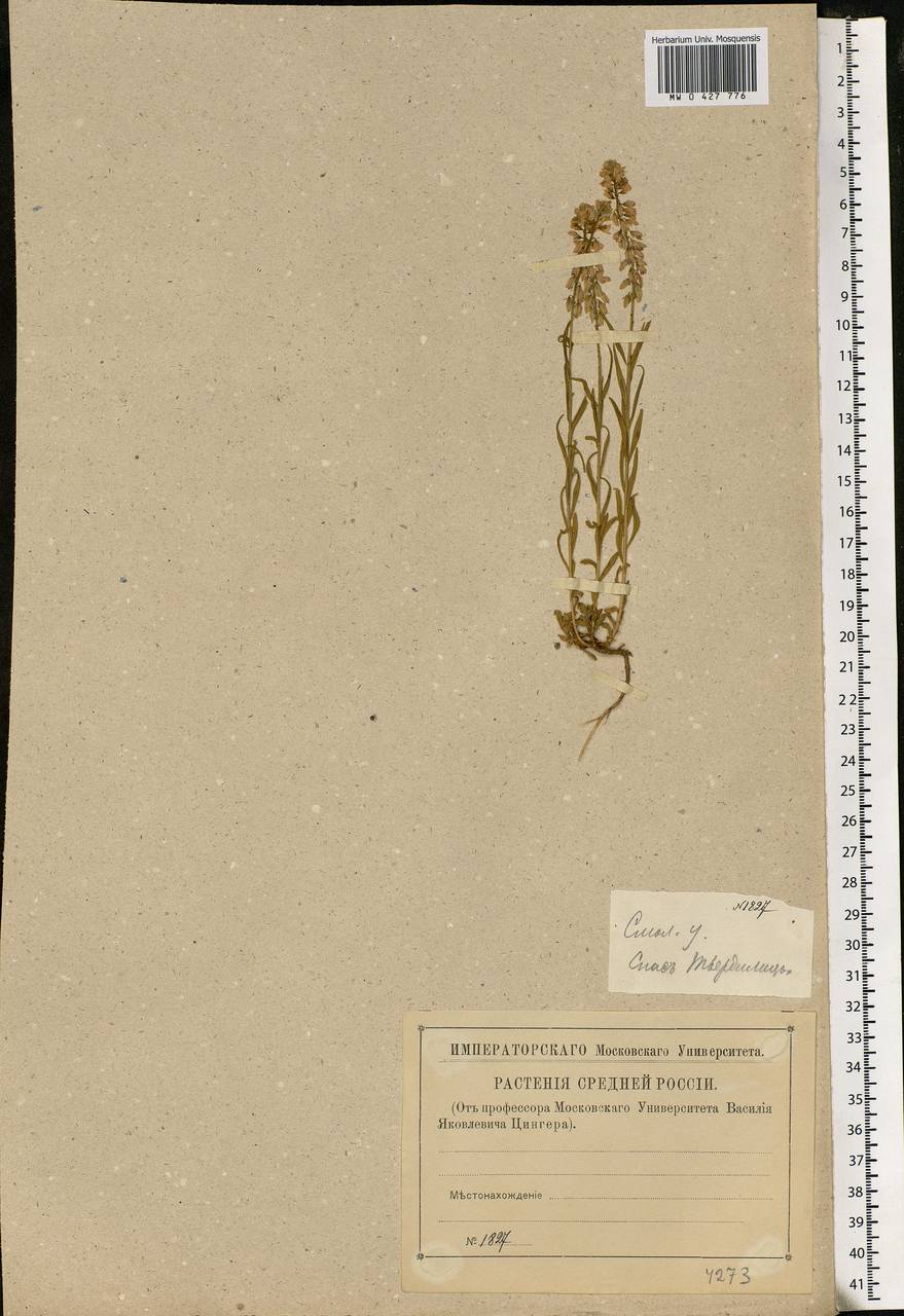 Polygala comosa Schkuhr, Eastern Europe, Western region (E3) (Russia)