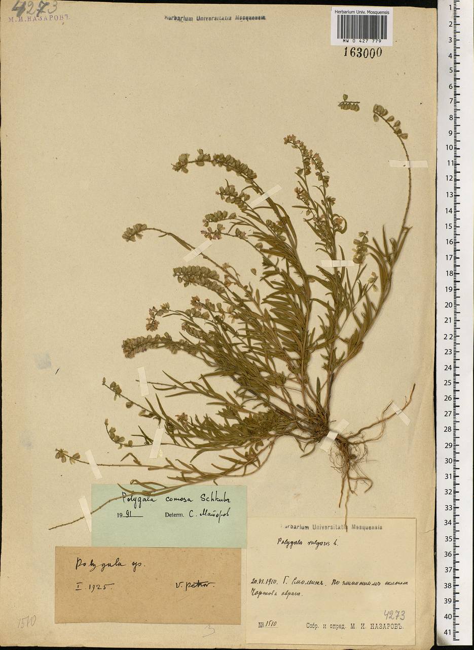 Polygala comosa, Eastern Europe, Western region (E3) (Russia)