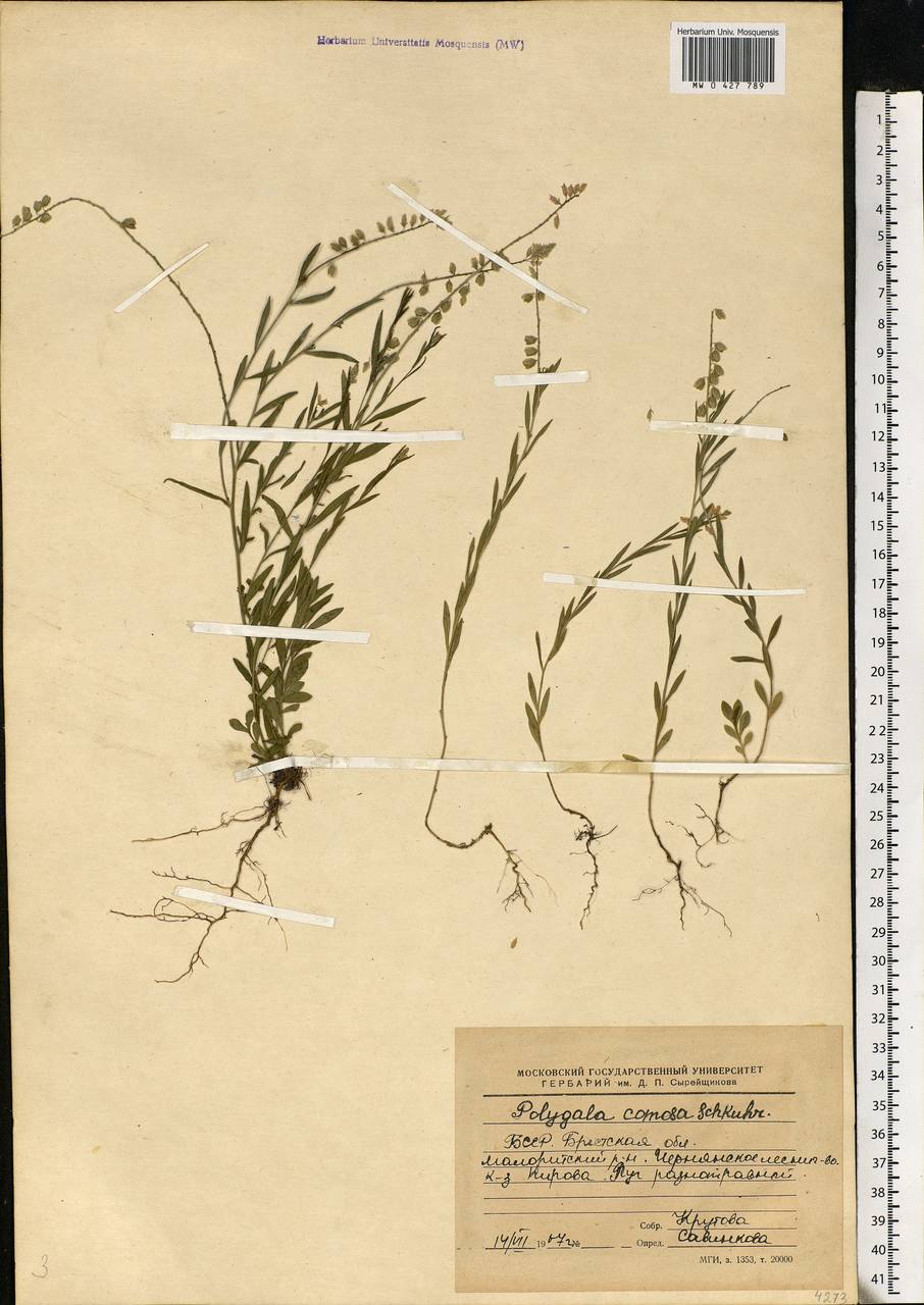 Polygala comosa, Eastern Europe, Belarus (E3a) (Belarus)