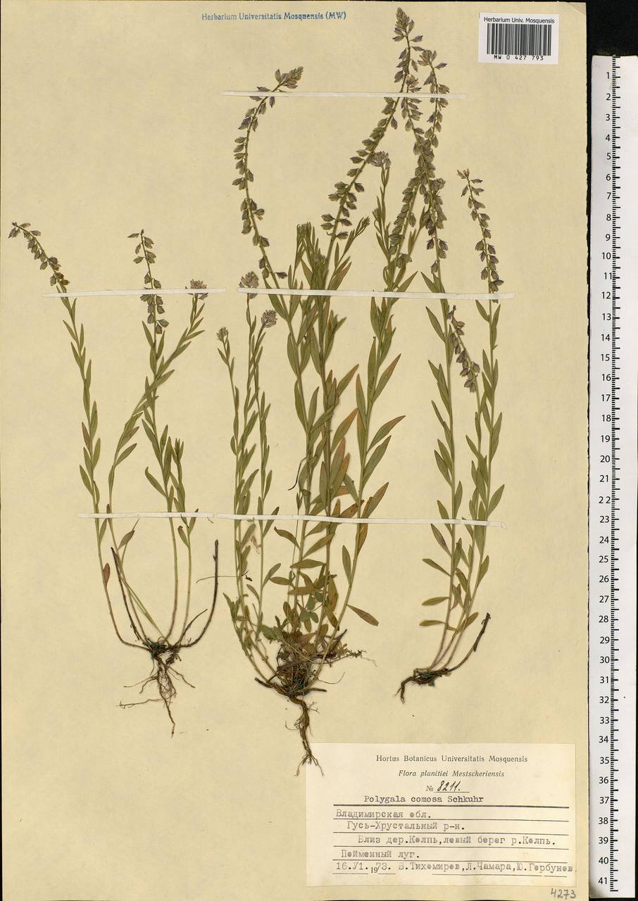 Polygala comosa Schkuhr, Eastern Europe, Central region (E4) (Russia)
