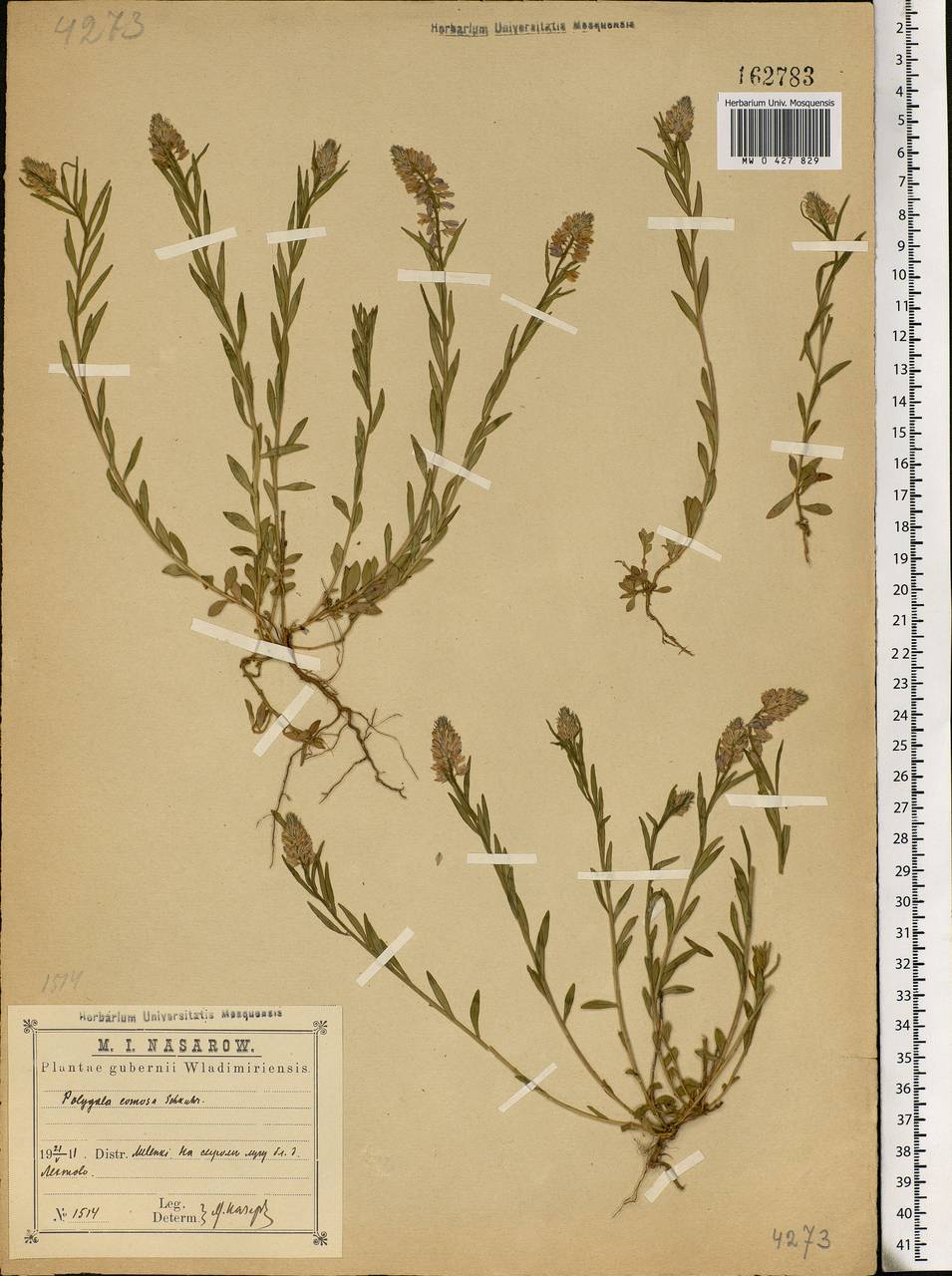 Polygala comosa Schkuhr, Eastern Europe, Central region (E4) (Russia)