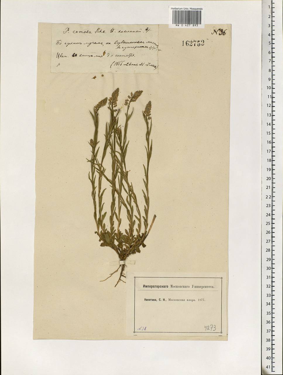 Polygala comosa, Eastern Europe, Moscow region (E4a) (Russia)