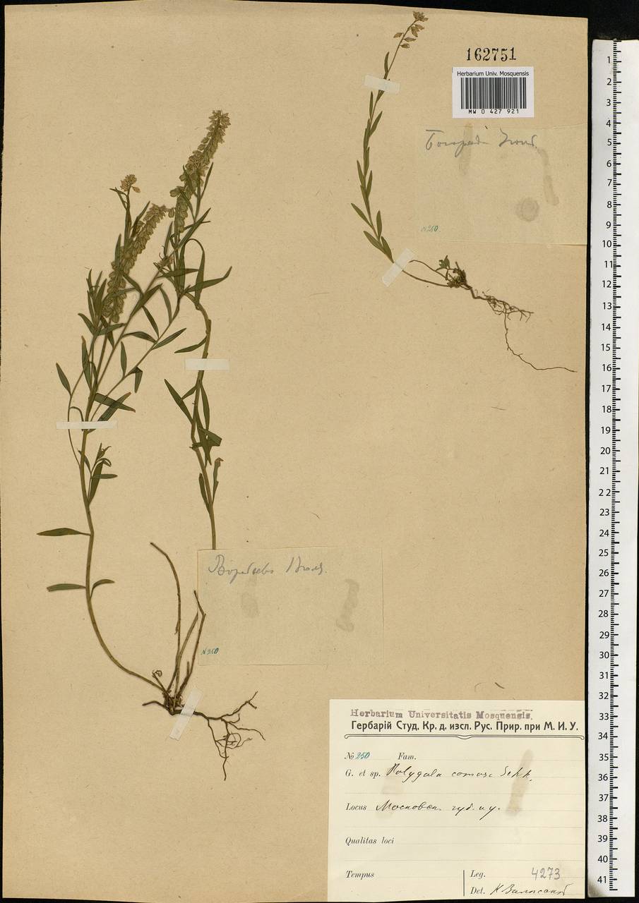 Polygala comosa, Eastern Europe, Moscow region (E4a) (Russia)