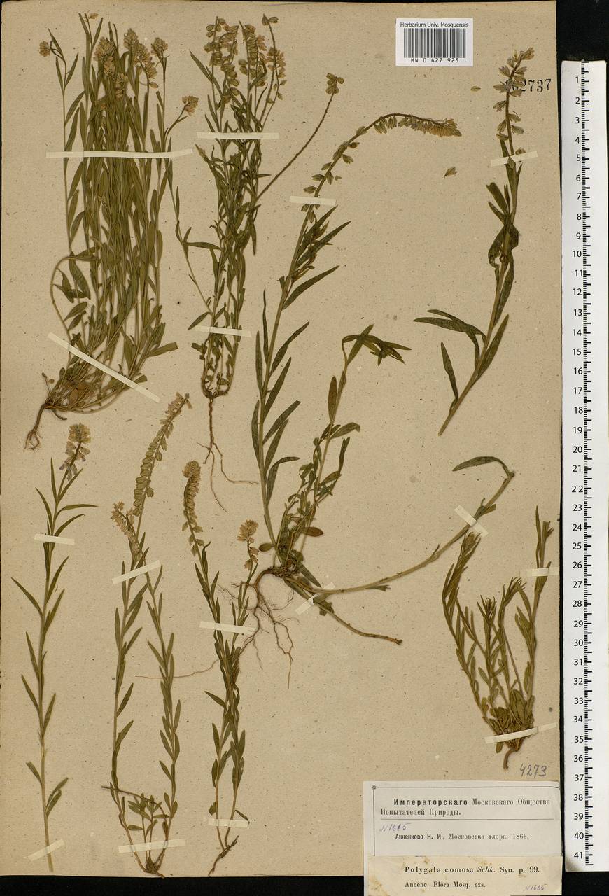 Polygala comosa, Eastern Europe, Moscow region (E4a) (Russia)