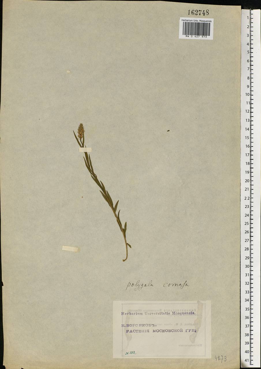 Polygala comosa Schkuhr, Eastern Europe, Moscow region (E4a) (Russia)