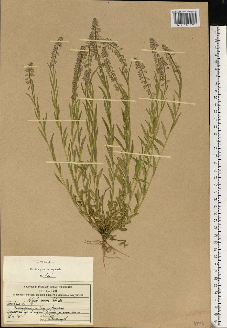 Polygala comosa, Eastern Europe, Moscow region (E4a) (Russia)