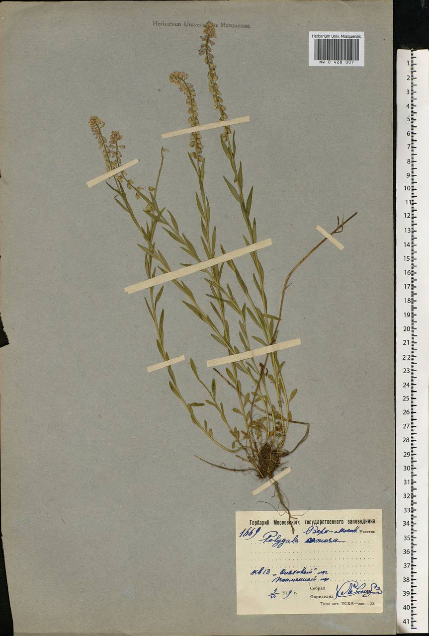 Polygala comosa, Eastern Europe, Moscow region (E4a) (Russia)