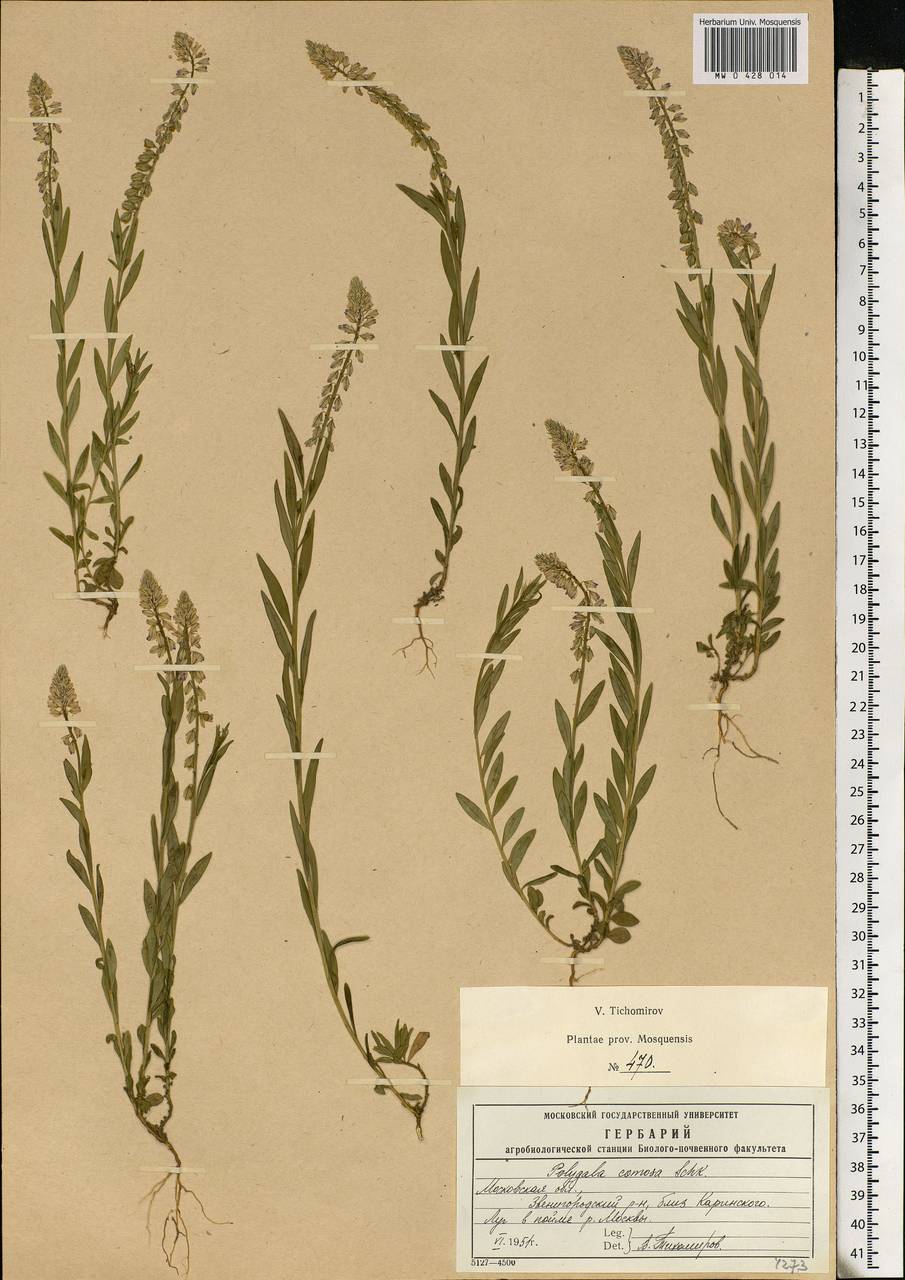 Polygala comosa Schkuhr, Eastern Europe, Moscow region (E4a) (Russia)