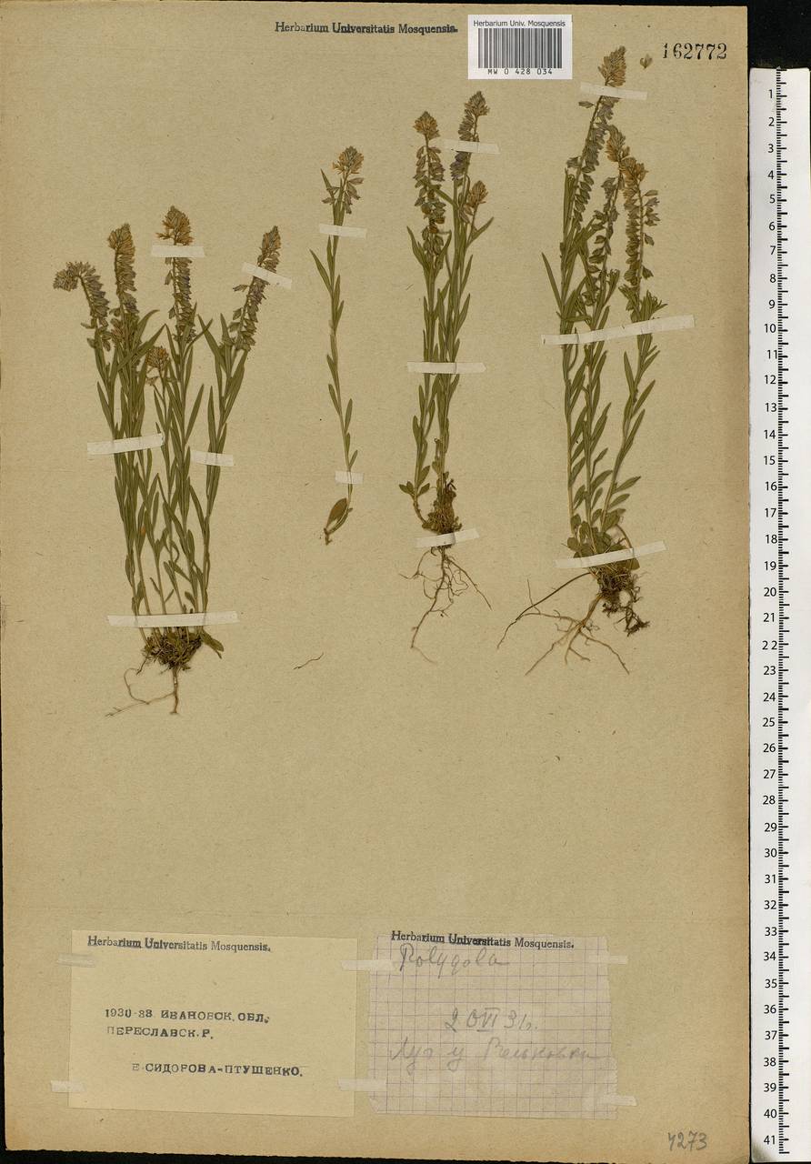 Polygala comosa, Eastern Europe, Central forest region (E5) (Russia)