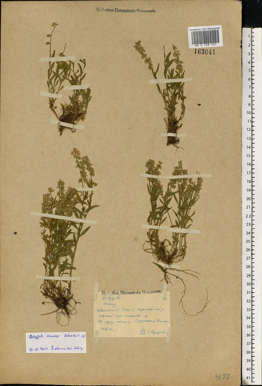 Polygala comosa, Eastern Europe, Central forest region (E5) (Russia)