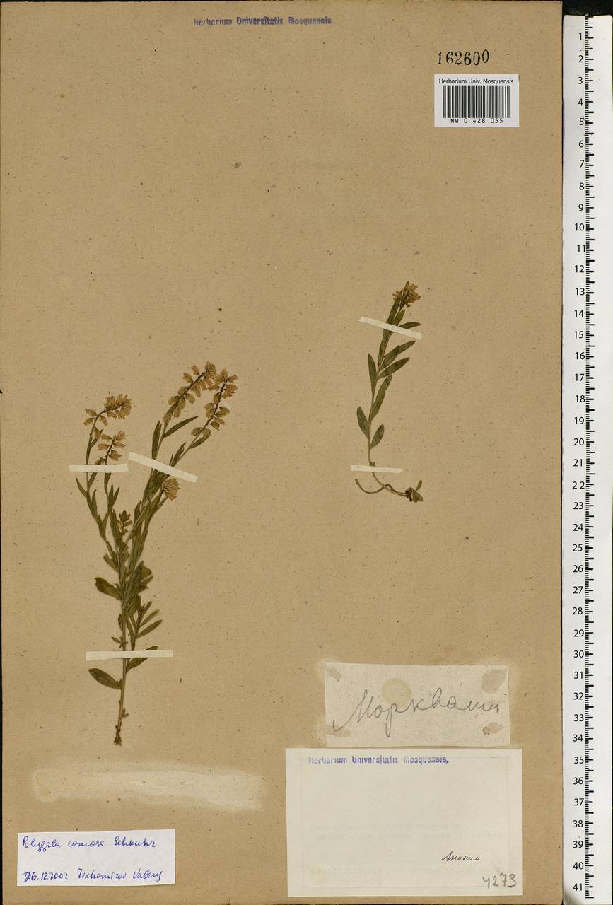 Polygala comosa Schkuhr, Eastern Europe, Middle Volga region (E8) (Russia)