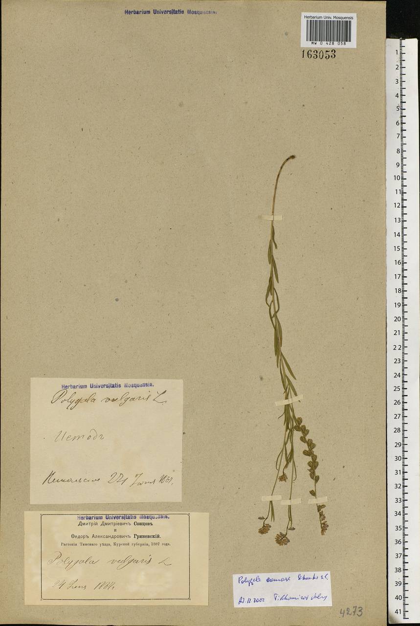 Polygala comosa, Eastern Europe, Central forest-and-steppe region (E6) (Russia)