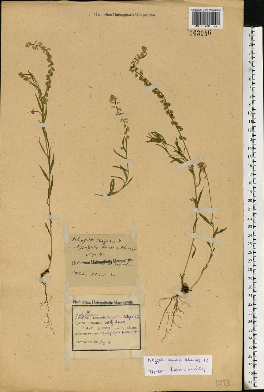 Polygala comosa, Eastern Europe, Central forest-and-steppe region (E6) (Russia)