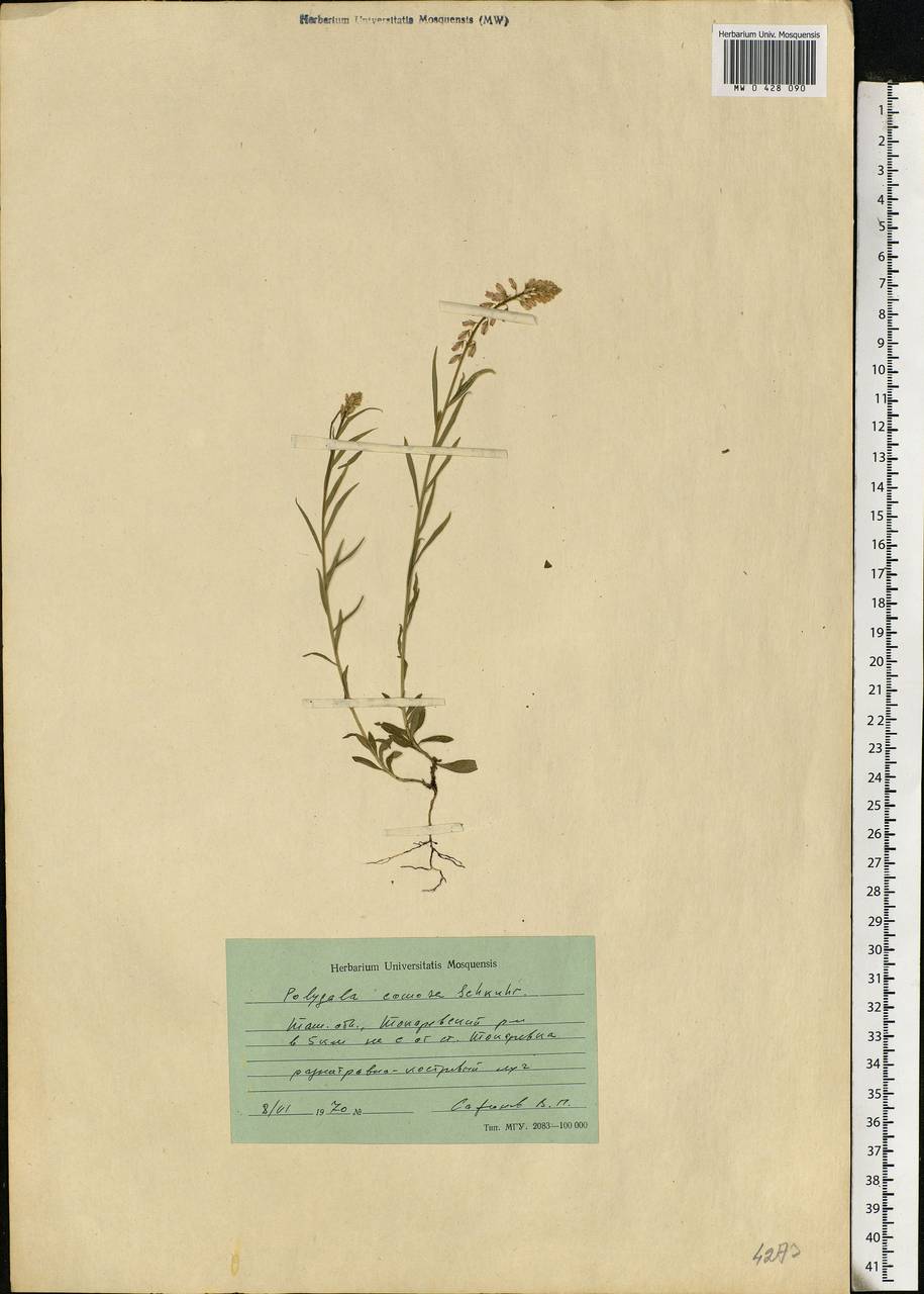 Polygala comosa, Eastern Europe, Central forest-and-steppe region (E6) (Russia)