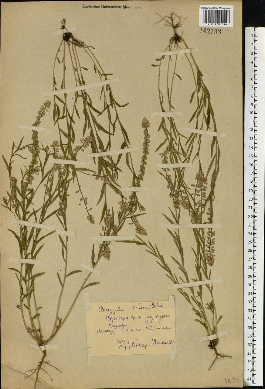 Polygala comosa Schkuhr, Eastern Europe, Central forest-and-steppe region (E6) (Russia)