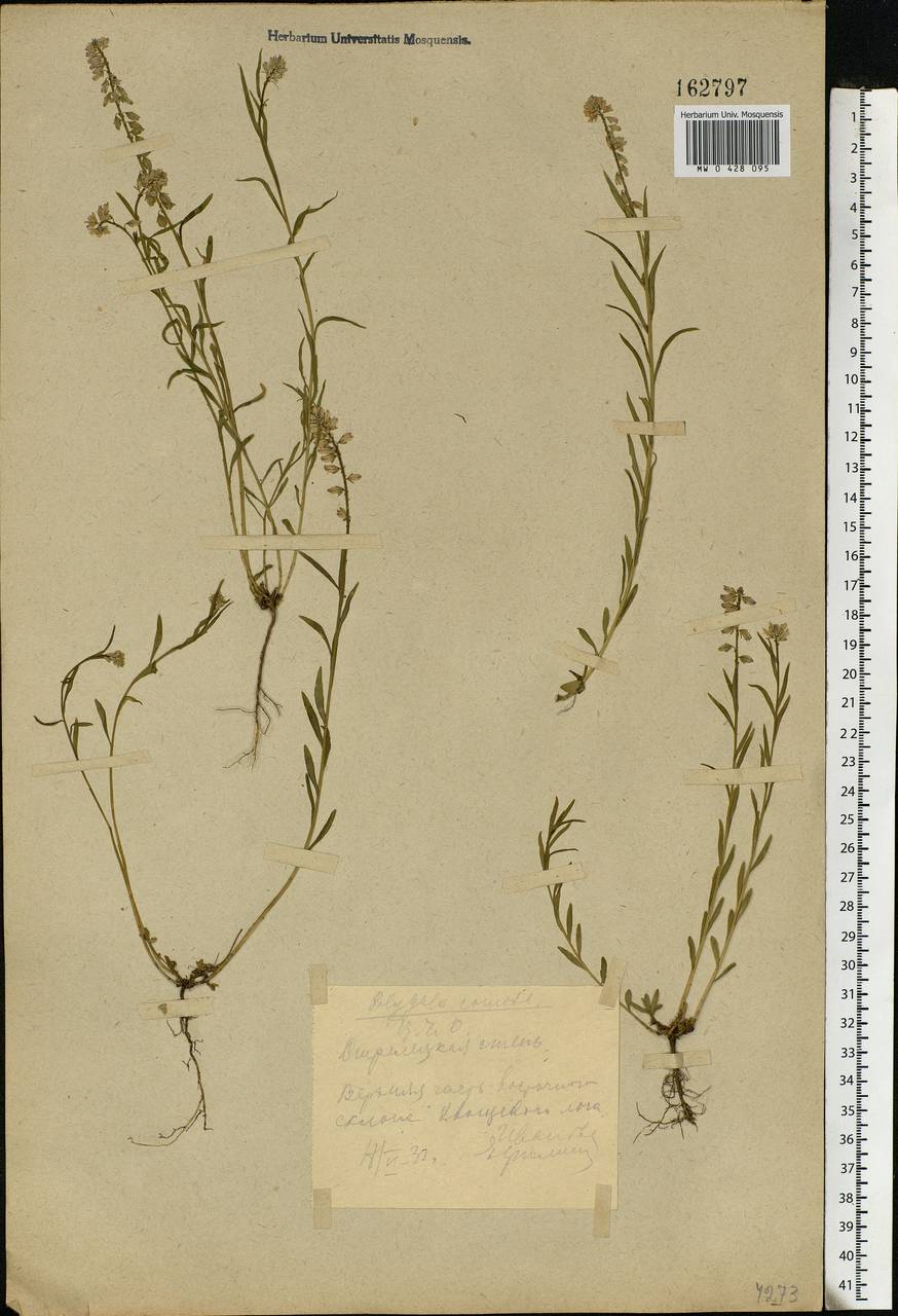 Polygala comosa, Eastern Europe, Central forest-and-steppe region (E6) (Russia)