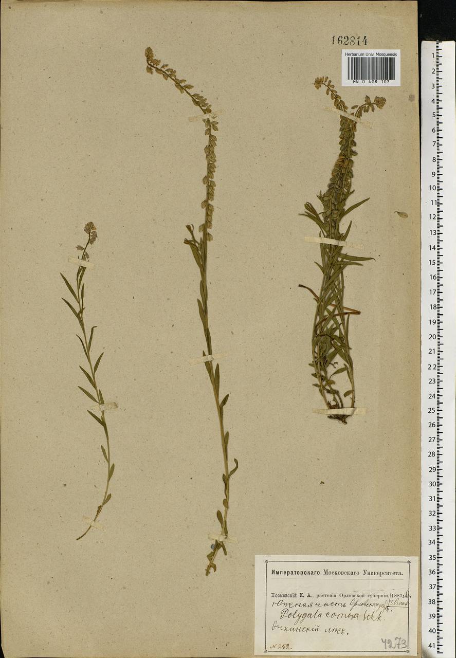 Polygala comosa Schkuhr, Eastern Europe, Central forest-and-steppe region (E6) (Russia)