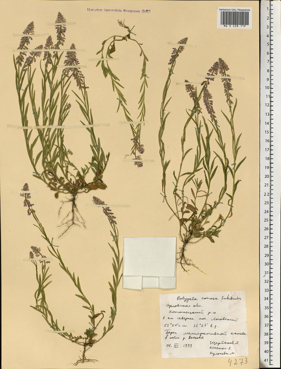 Polygala comosa, Eastern Europe, Central forest-and-steppe region (E6) (Russia)