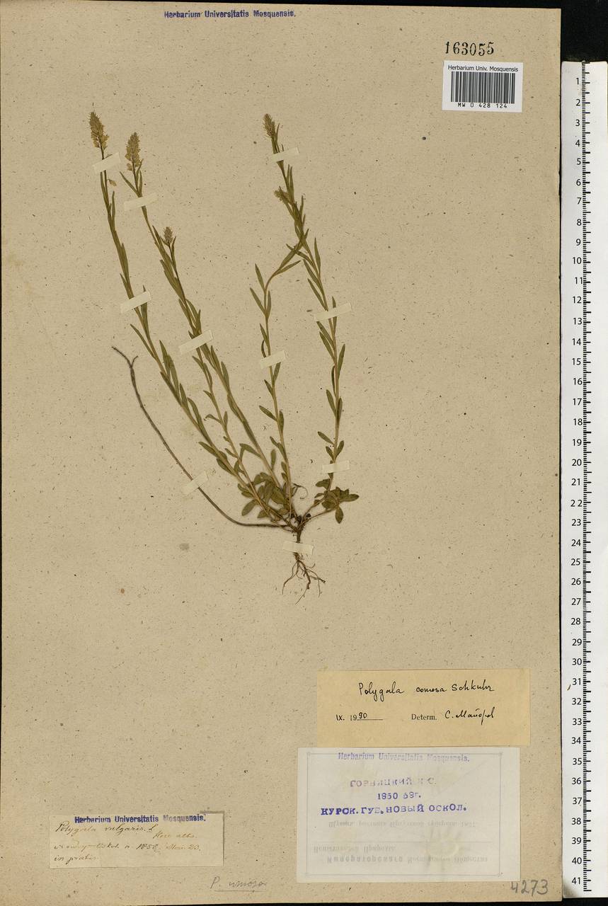 Polygala comosa Schkuhr, Eastern Europe, Central forest-and-steppe region (E6) (Russia)