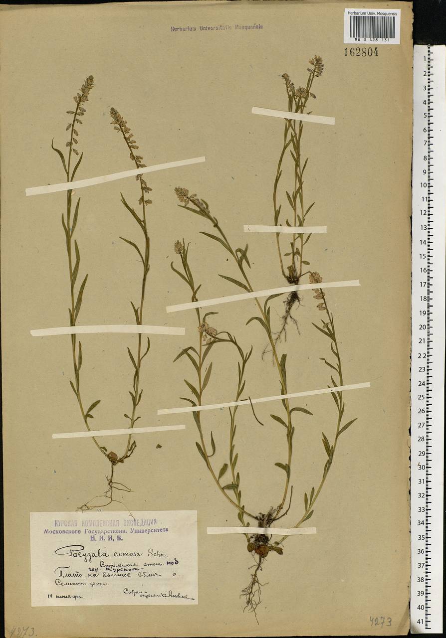 Polygala comosa, Eastern Europe, Central forest-and-steppe region (E6) (Russia)
