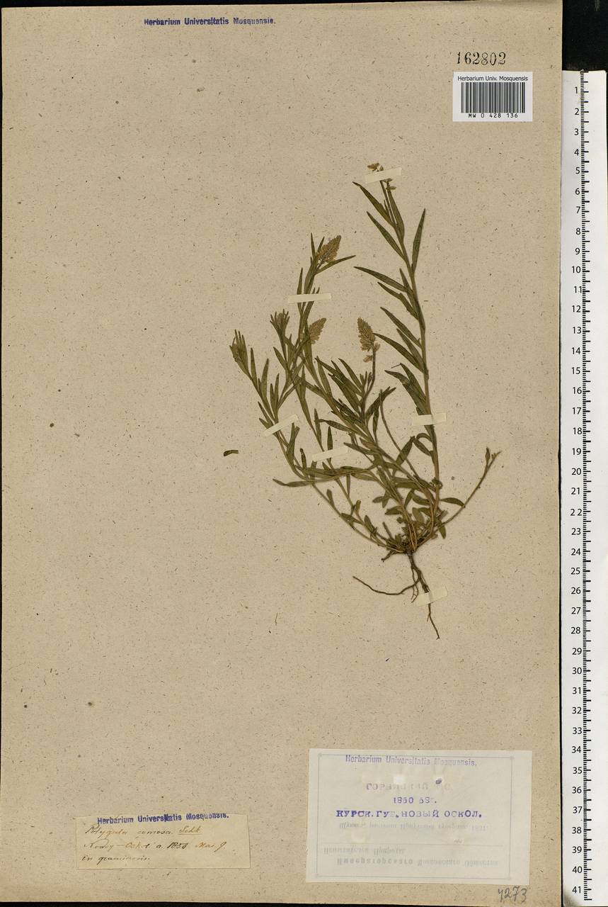 Polygala comosa Schkuhr, Eastern Europe, Central forest-and-steppe region (E6) (Russia)