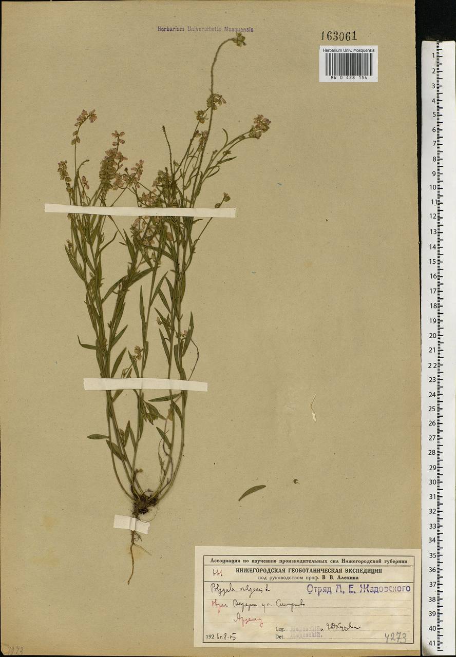 Polygala comosa, Eastern Europe, Volga-Kama region (E7) (Russia)