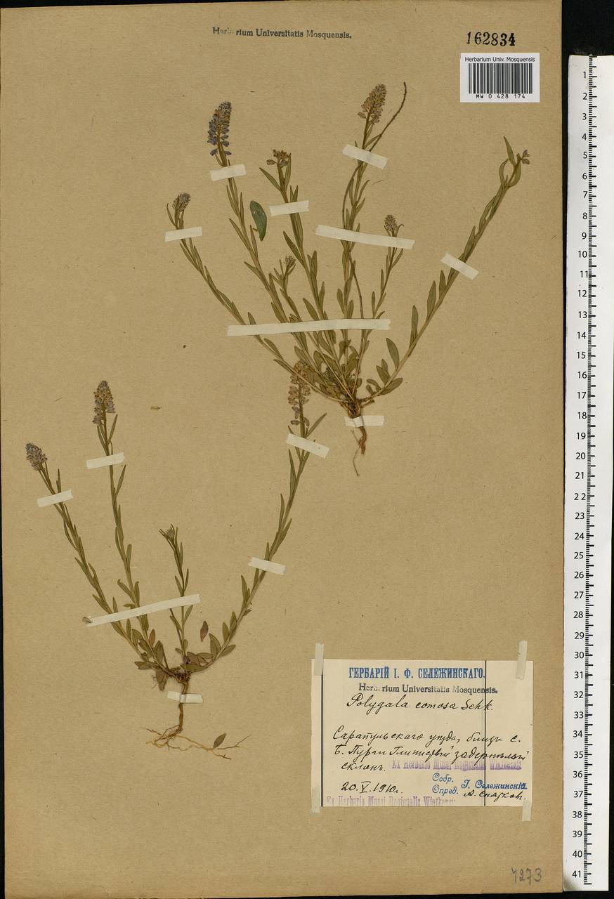 Polygala comosa Schkuhr, Eastern Europe, Volga-Kama region (E7) (Russia)