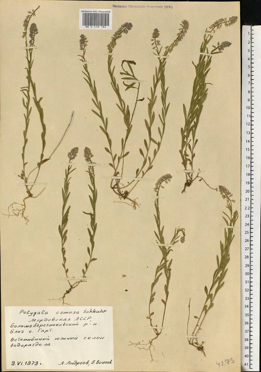 Polygala comosa, Eastern Europe, Middle Volga region (E8) (Russia)