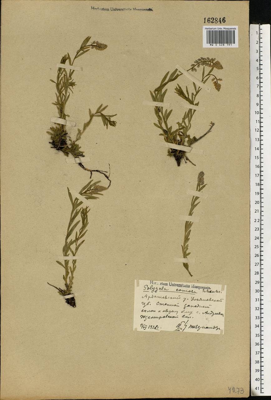 Polygala comosa, Eastern Europe, Middle Volga region (E8) (Russia)