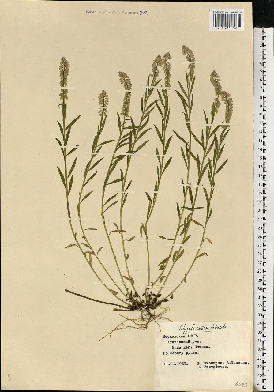 Polygala comosa, Eastern Europe, Middle Volga region (E8) (Russia)