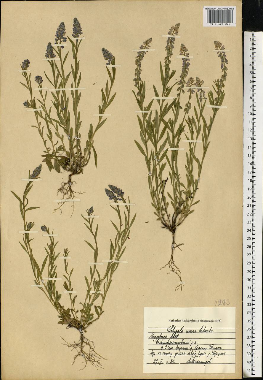 Polygala comosa Schkuhr, Eastern Europe, Middle Volga region (E8) (Russia)