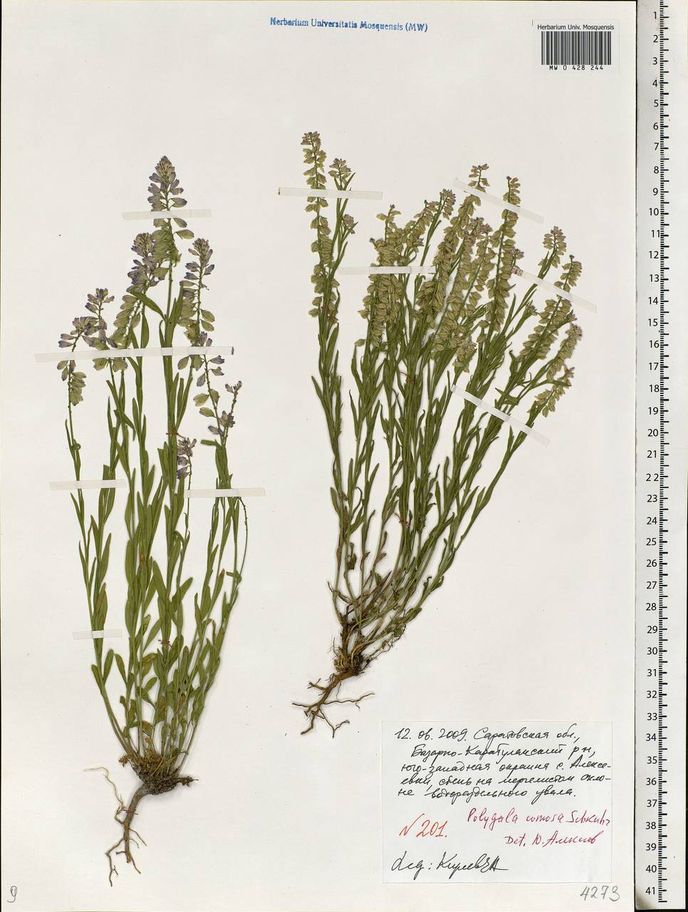 Polygala comosa, Eastern Europe, Lower Volga region (E9) (Russia)