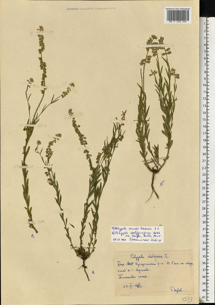 Polygala comosa Schkuhr, Eastern Europe, Eastern region (E10) (Russia)