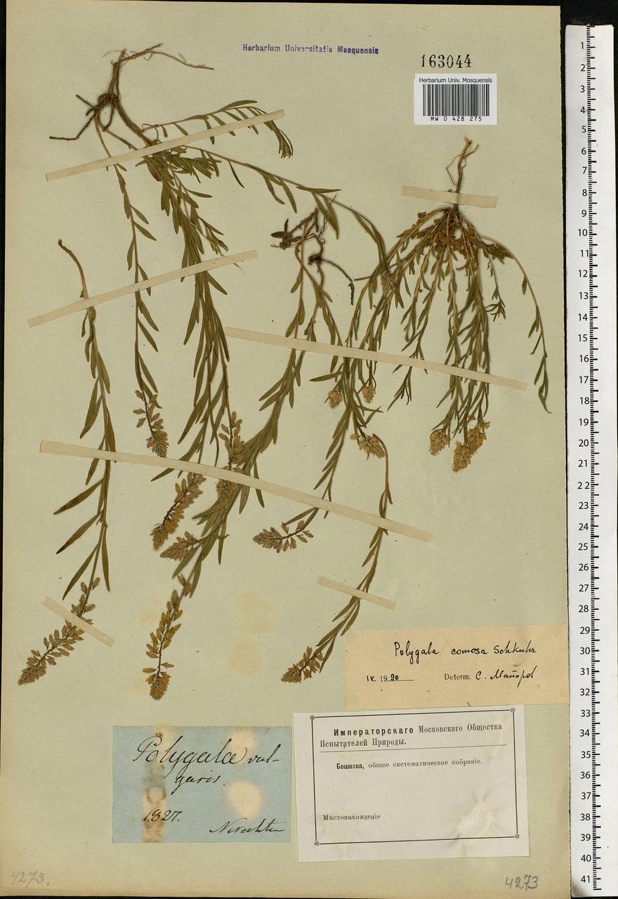 Polygala comosa, Eastern Europe, Central forest region (E5) (Russia)