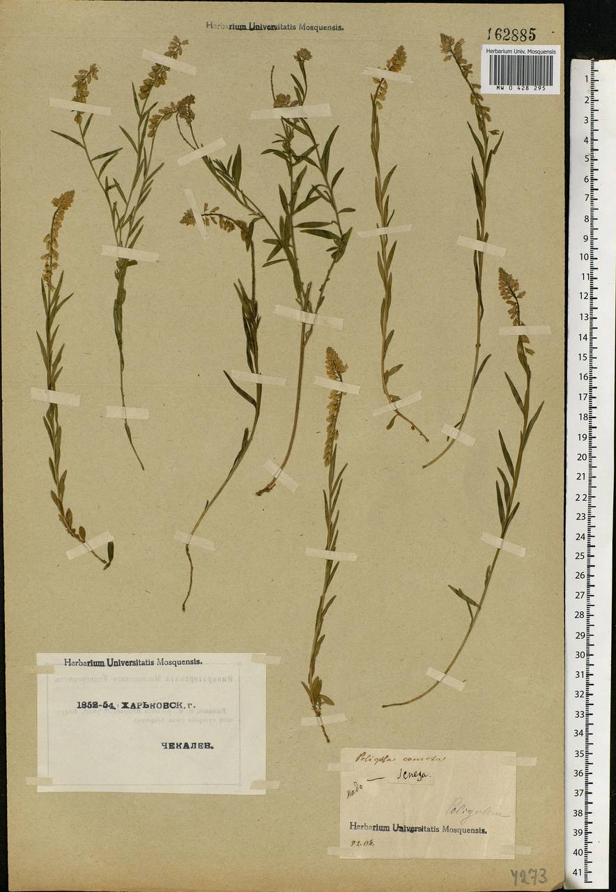 Polygala comosa Schkuhr, Eastern Europe, North Ukrainian region (E11) (Ukraine)