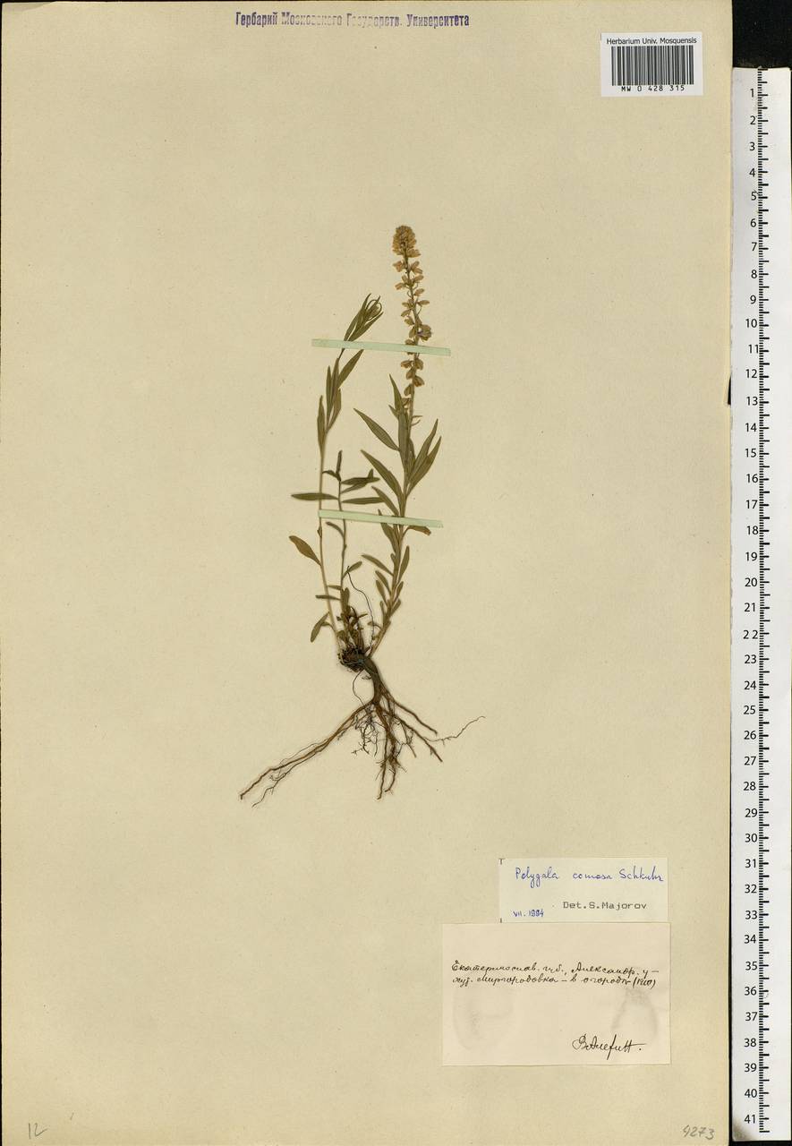 Polygala comosa Schkuhr, Eastern Europe, South Ukrainian region (E12) (Ukraine)