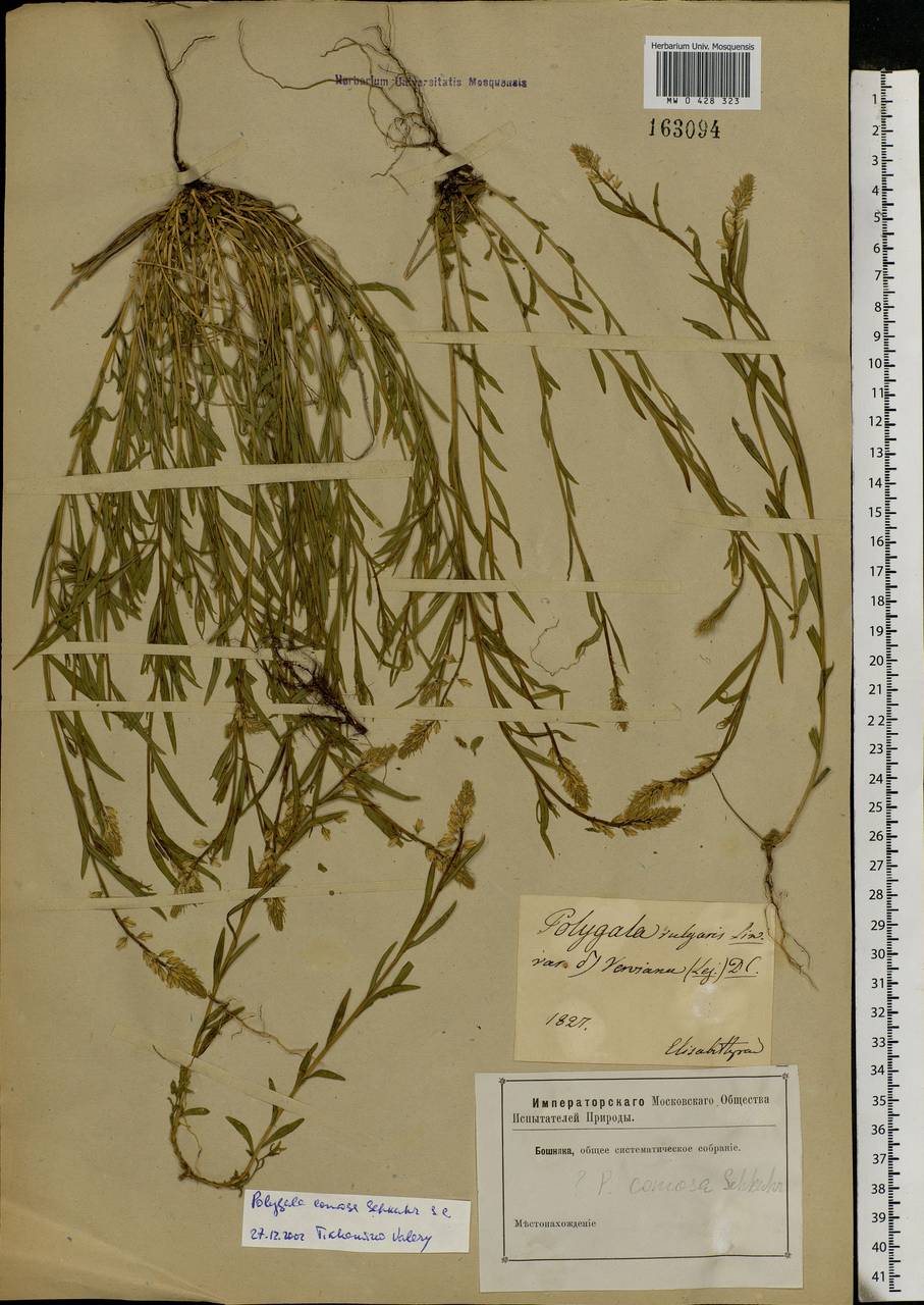 Polygala comosa Schkuhr, Eastern Europe, South Ukrainian region (E12) (Ukraine)