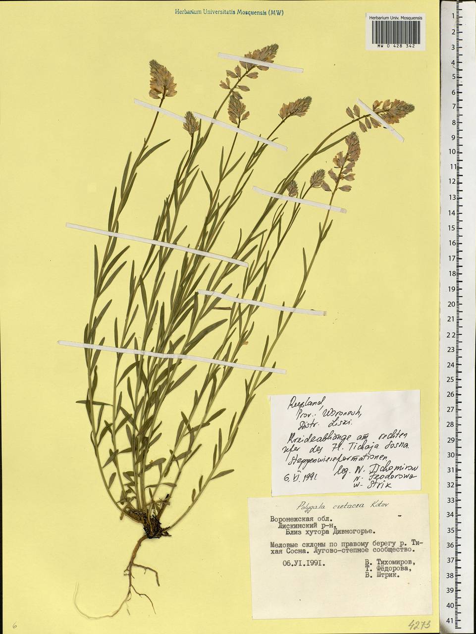 Polygala nicaeensis subsp. mediterranea Chod., Eastern Europe, Central forest-and-steppe region (E6) (Russia)