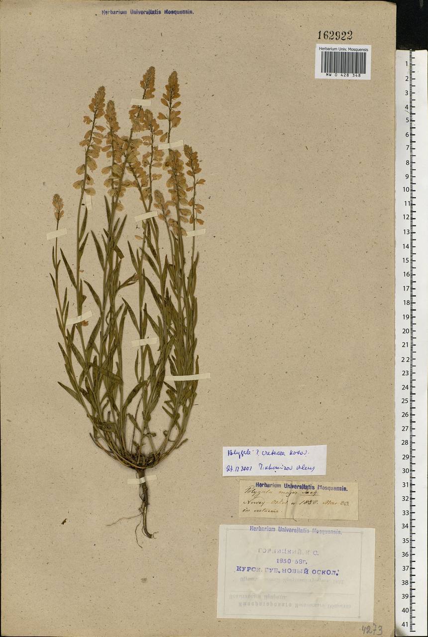 Polygala nicaeensis subsp. mediterranea Chod., Eastern Europe, Central forest-and-steppe region (E6) (Russia)