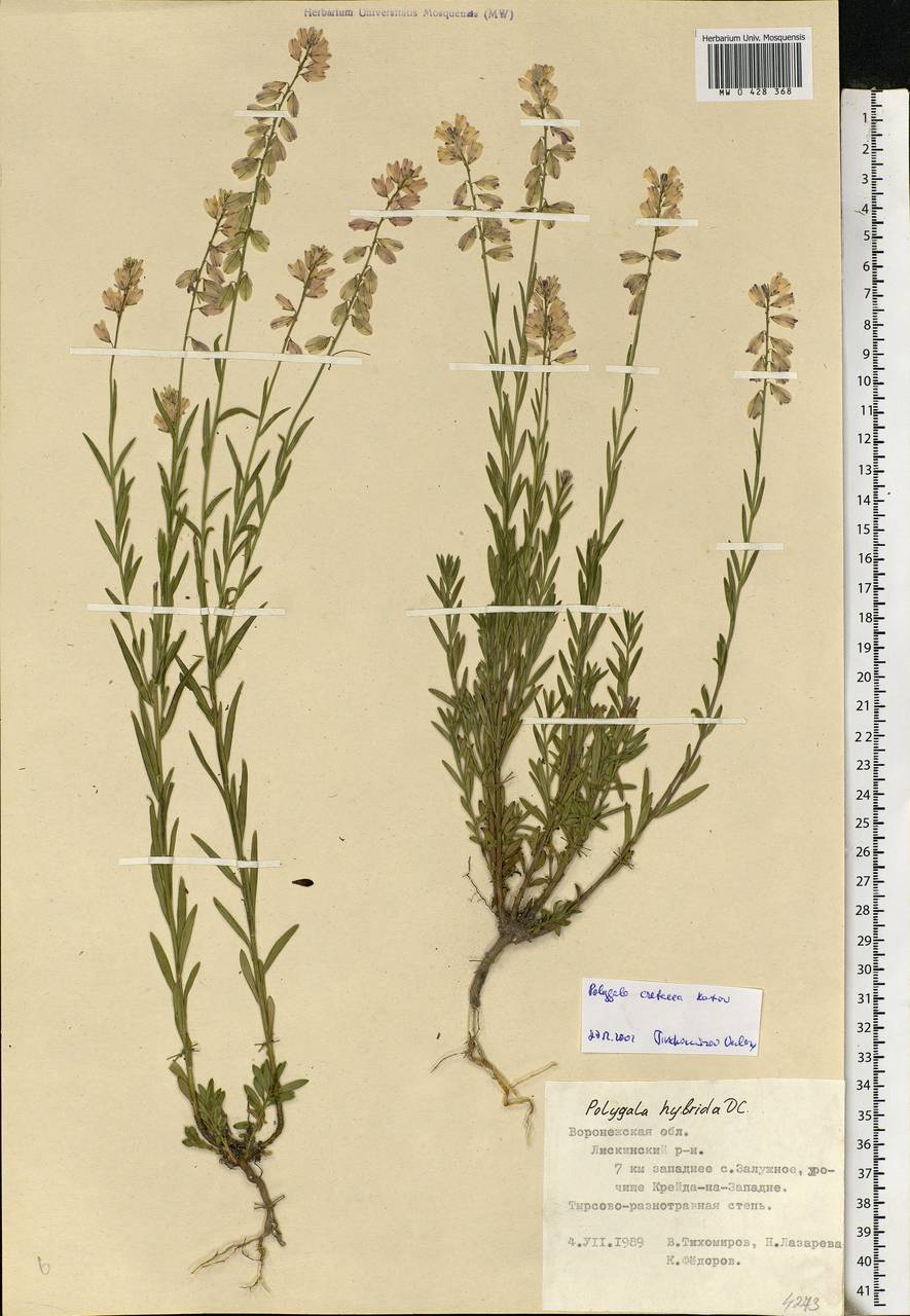 Polygala nicaeensis subsp. mediterranea Chod., Eastern Europe, Central forest-and-steppe region (E6) (Russia)