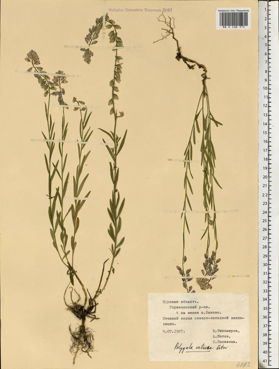 Polygala nicaeensis subsp. mediterranea Chod., Eastern Europe, Central forest-and-steppe region (E6) (Russia)