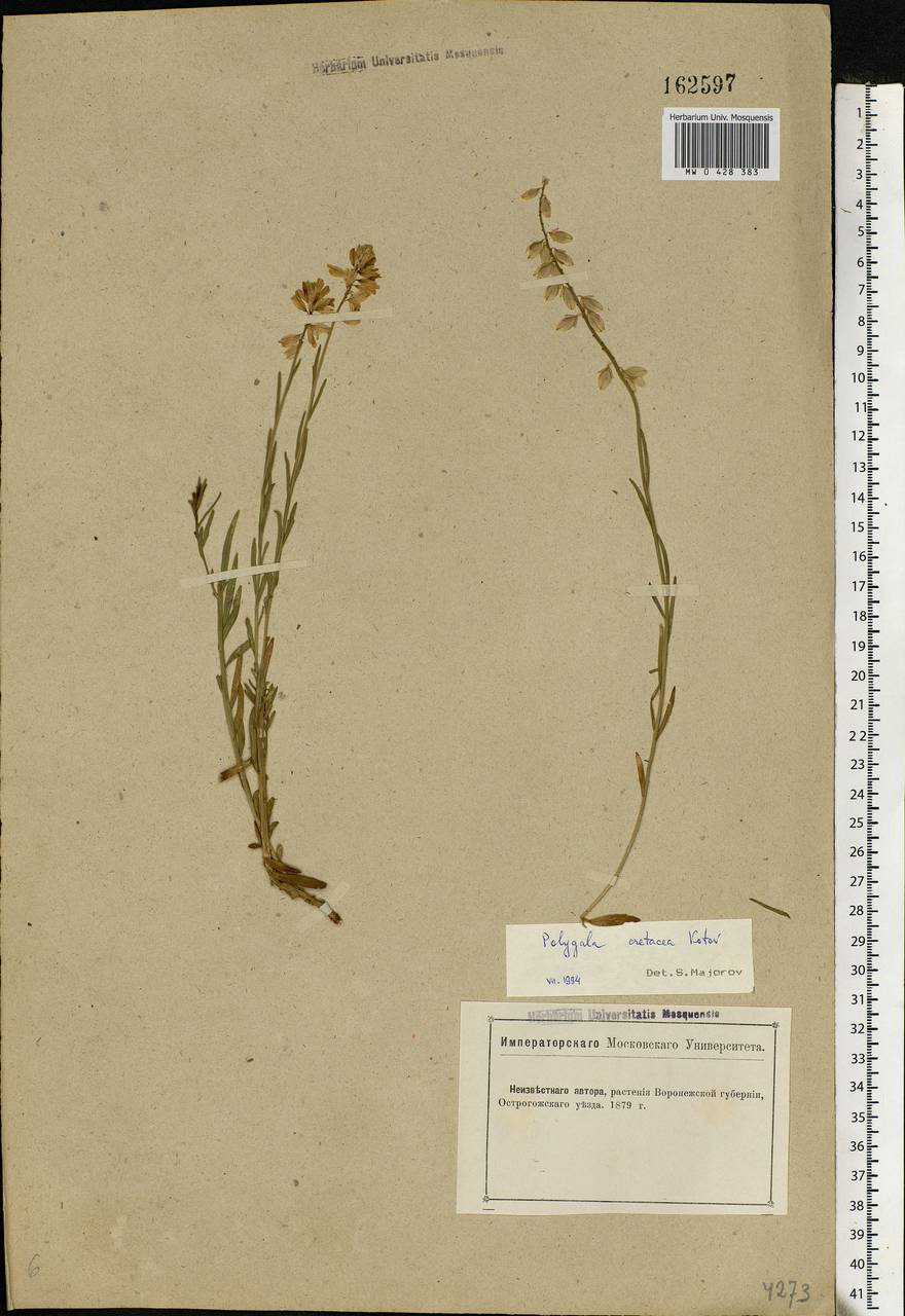 Polygala nicaeensis subsp. mediterranea Chodat, Eastern Europe, Central forest-and-steppe region (E6) (Russia)