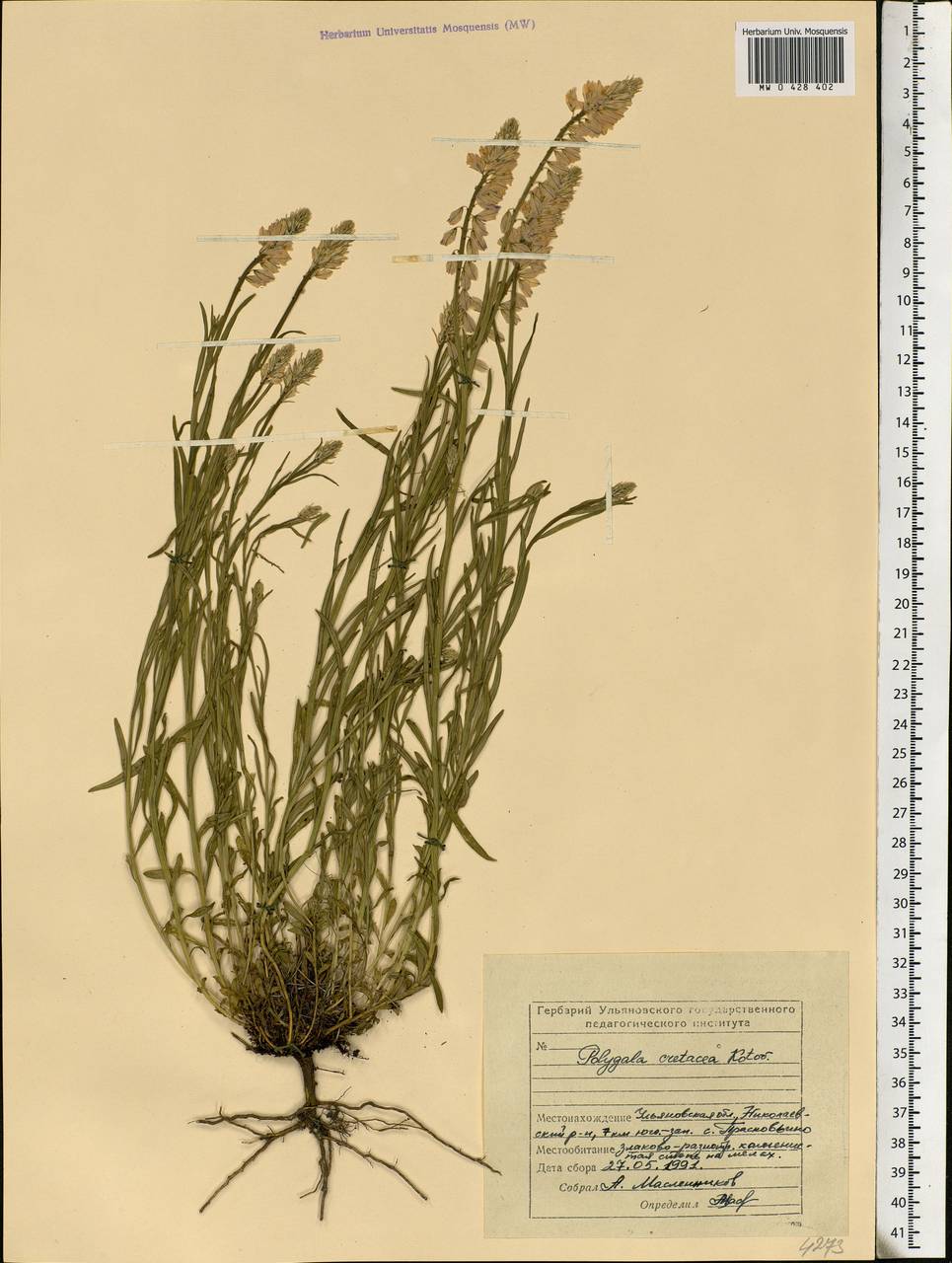 Polygala nicaeensis subsp. mediterranea Chod., Eastern Europe, Middle Volga region (E8) (Russia)