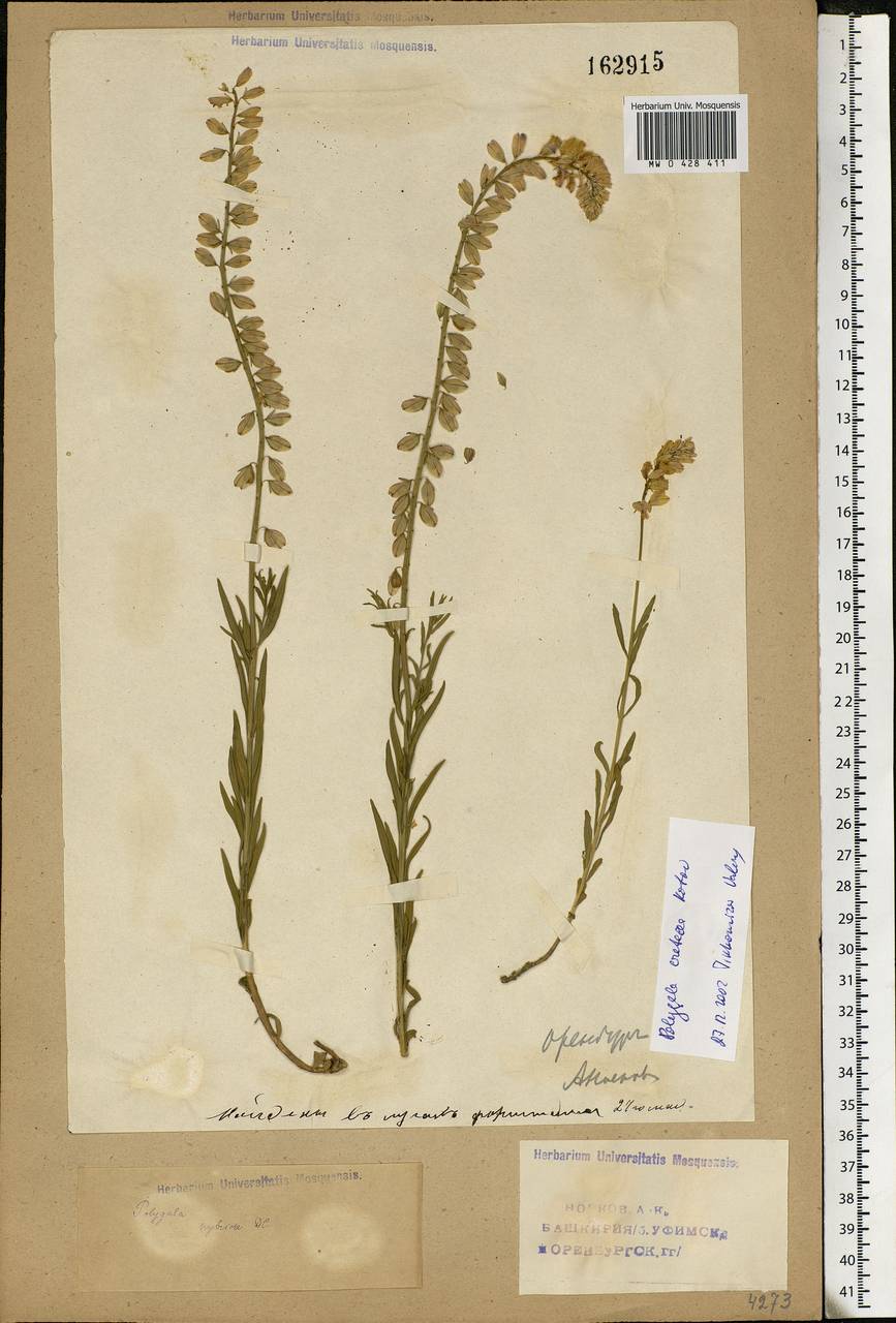 Polygala nicaeensis subsp. mediterranea Chod., Eastern Europe, Eastern region (E10) (Russia)