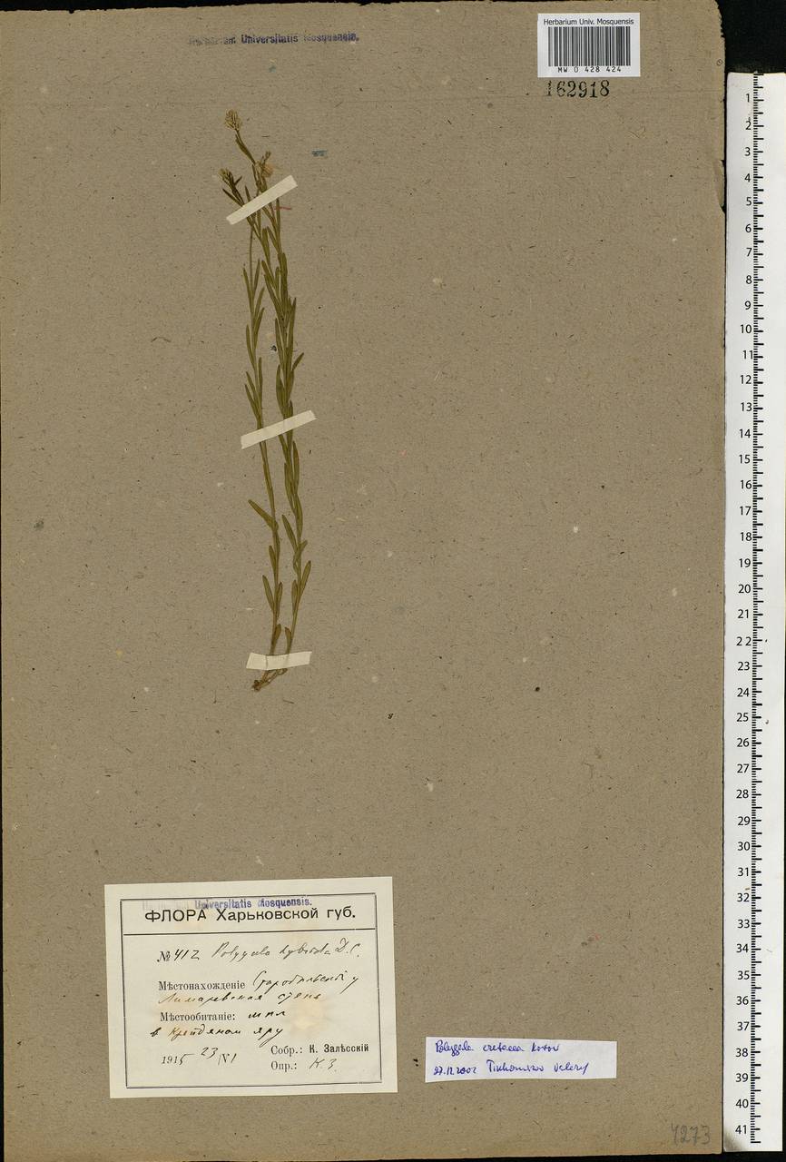 Polygala nicaeensis subsp. mediterranea Chod., Eastern Europe, North Ukrainian region (E11) (Ukraine)